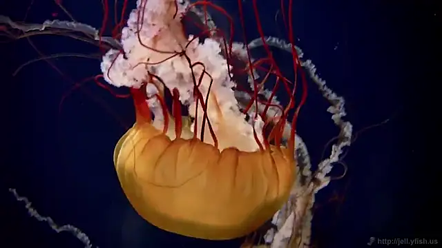 Snapshot of streamy_test12 chatting on December 15, 3:05 pm streamy test12 online show from December 15, 3:05 pm