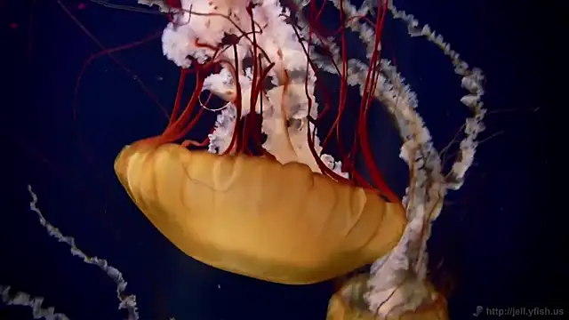 streamy test12 online show from February 5, 9:36 am