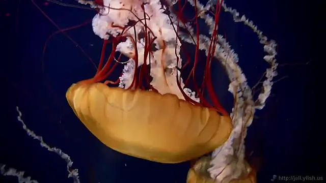 streamy test13 online show from October 20, 1:55 pm