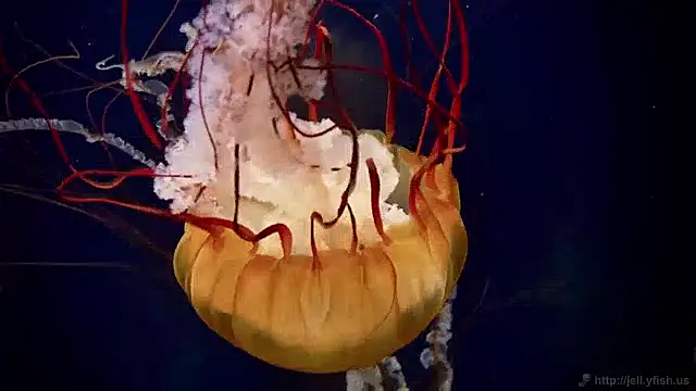 Snapshot of streamy_test15 chatting on December 2, 8:09 am streamy test15 online show from December 2, 8:09 am