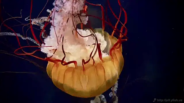 Snapshot of streamy_test15 chatting on December 3, 10:06 am streamy test15 online show from December 3, 10:06 am