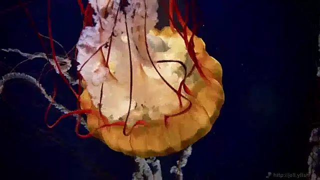 Snapshot of streamy_test15 chatting on December 4, 8:23 am streamy test15 online show from December 4, 8:23 am