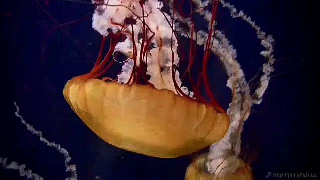 Snapshot of streamy_test15 chatting on December 5, 8:22 am streamy test15 online show from December 5, 8:22 am