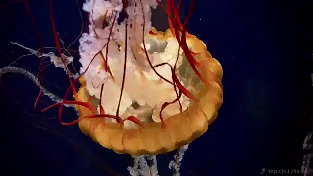 Snapshot of streamy_test15 chatting on December 9, 8:11 am streamy test15 online show from December 9, 8:11 am