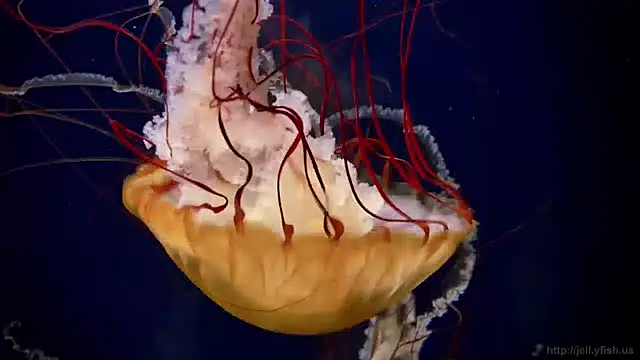 Snapshot of streamy_test15 chatting on December 13, 8:09 am streamy test15 online show from December 13, 8:09 am