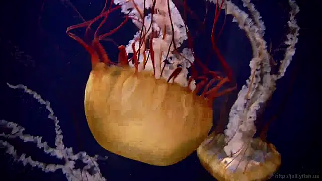 Snapshot of streamy_test15 chatting on December 19, 11:07 am streamy test15 online show from December 19, 11:07 am