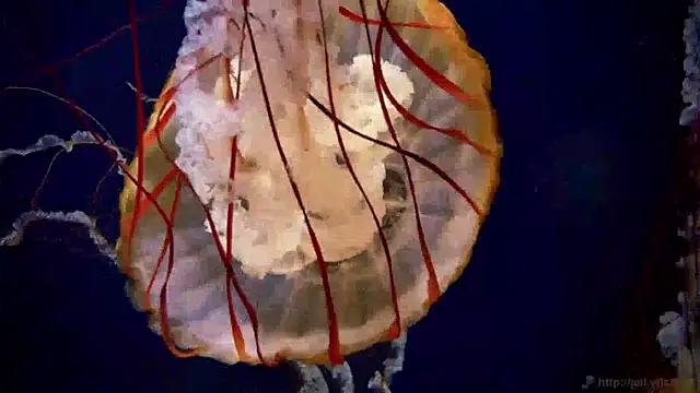 Snapshot of streamy_test15 chatting on January 14, 8:20 am streamy test15 online show from January 14, 8:20 am