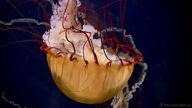 Snapshot of streamy_test15 chatting on February 17, 8:09 am streamy test15 online show from February 17, 8:09 am