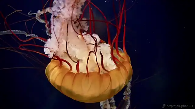 Snapshot of streamy_test15 chatting on February 20, 8:17 am streamy test15 online show from February 20, 8:17 am