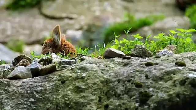 Snapshot of streamy_test15 chatting on March 10, 8:15 am streamy test15 online show from March 10, 8:15 am