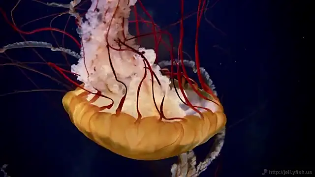 Snapshot of streamy_test15 chatting on September 19, 10:16 am streamy test15 online show from September 19, 10:16 am