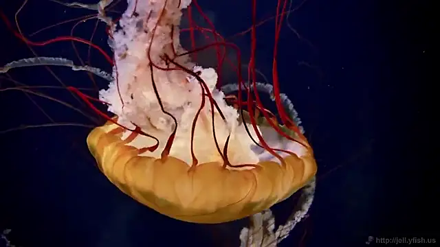 Snapshot of streamy_test15 chatting on September 22, 11:34 am streamy test15 online show from September 22, 11:34 am