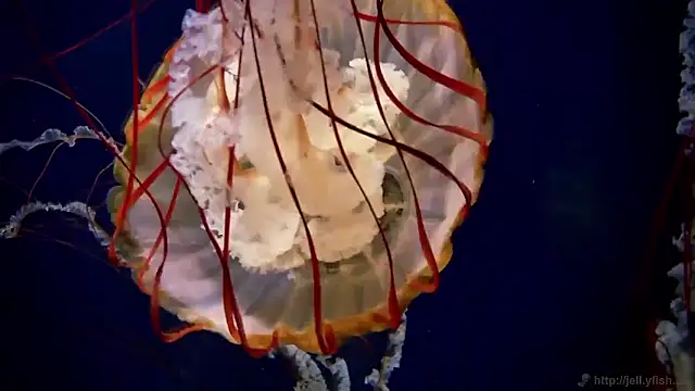 Snapshot of streamy_test15 chatting on September 24, 7:55 am streamy test15 online show from September 24, 7:55 am