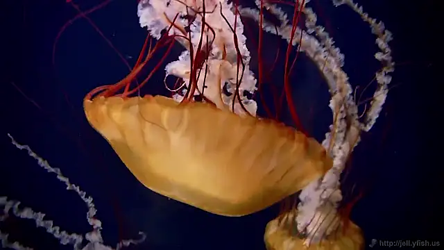 Snapshot of streamy_test15 chatting on October 30, 4:08 pm streamy test15 online show from October 30, 4:08 pm