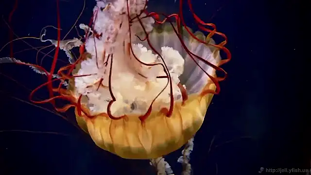 Snapshot of streamy_test15 chatting on November 4, 11:53 am streamy test15 online show from November 4, 11:53 am