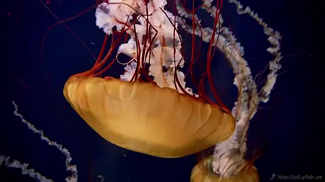 Snapshot of streamy_test15 chatting on November 7, 1:22 pm streamy test15 online show from November 7, 1:22 pm