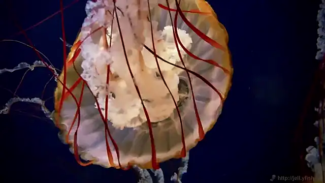 Snapshot of streamy_test15 chatting on December 3, 2:37 pm streamy test15 online show from December 3, 2:37 pm