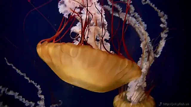 Snapshot of streamy_test15 chatting on December 4, 3:10 pm streamy test15 online show from December 4, 3:10 pm