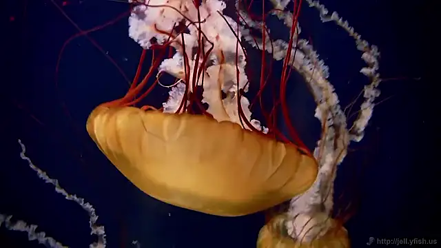 Snapshot of streamy_test15 chatting on December 15, 9:35 am streamy test15 online show from December 15, 9:35 am