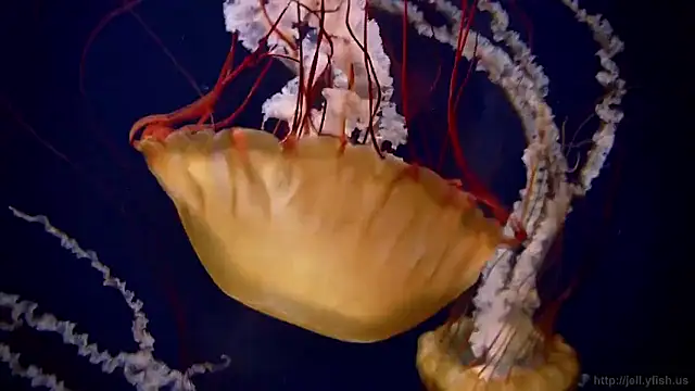 streamy test15 online show from February 16, 4:25 pm