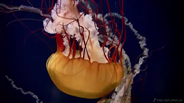 streamy test15 online show from March 3, 5:08 pm