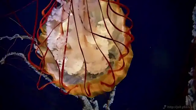 streamy test15 online show from March 17, 9:34 am