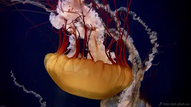 streamy test15 online show from March 20, 8:52 am