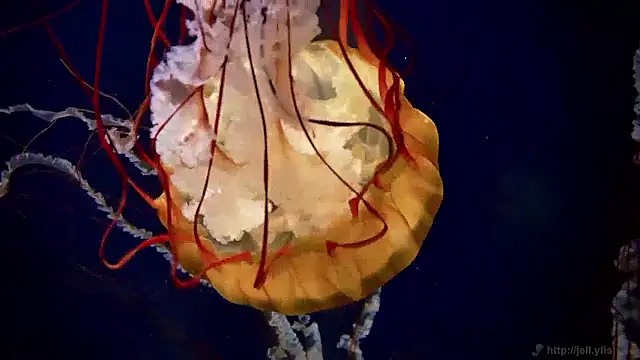 streamy test15 online show from April 2, 10:57 am