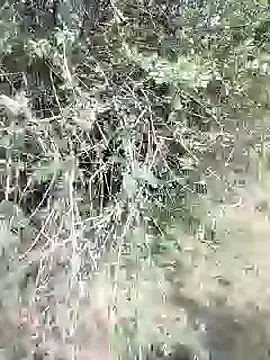 Snapshot of 88karan88 chatting on February 28, 9:04 am 88karan88 online show from February 28, 9:04 am