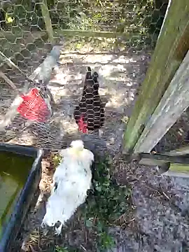 Mistress Melissa online show from February 4, 6:06 pm