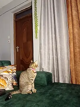 C-yoyo online show from December 14, 9:58 am