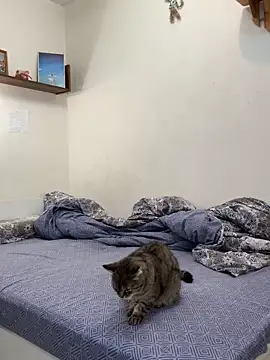 UmaTruewoman online show from November 18, 3:12 am