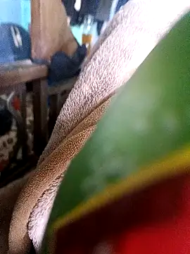 Snapshot of AssamSilchar93 chatting on December 18, 7:36 am AssamSilchar93 online show from December 18, 7:36 am
