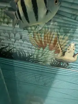 Snapshot of Mr_joh chatting on November 7, 6:02 am Mr joh online show from November 7, 6:02 am