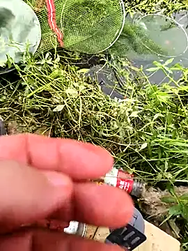 huzi518 online show from October 25, 3:36 am