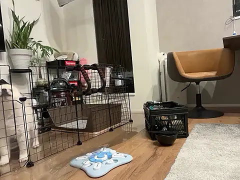 kensnb online show from November 4, 8:57 am