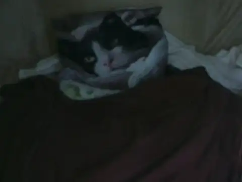 VeneRed online show from October 2, 7:54 pm