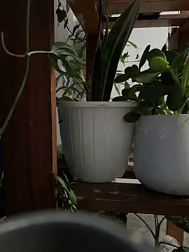 Snapshot of alburt_1996 chatting on December 30, 3:13 pm alburt 1996 online show from December 30, 3:13 pm