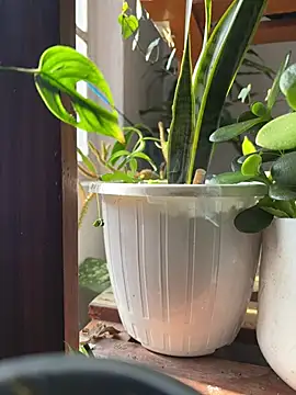 Snapshot of alburt_1996 chatting on December 31, 3:55 am alburt 1996 online show from December 31, 3:55 am