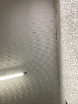 Snapshot of luara1988 chatting on October 23, 10:58 am luara1988 online show from October 23, 10:58 am