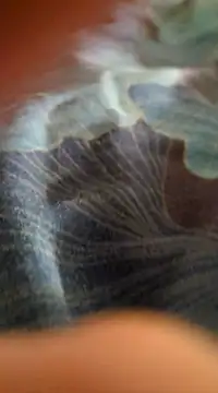 Snapshot of WelshXXX chatting on January 20, 10:26 pm WelshXXX online show from January 20, 10:26 pm