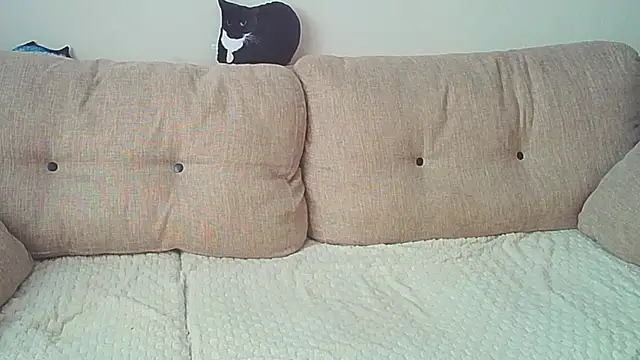 Ostin meow online show from December 26, 8:07 am