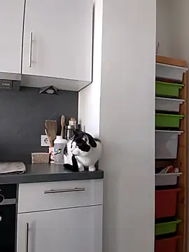 Snapshot of TerrasWildlife chatting on March 22, 9:02 am TerrasWildlife online show from March 22, 9:02 am