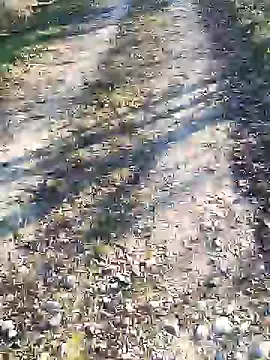 sansan2411 online show from January 12, 2:41 pm