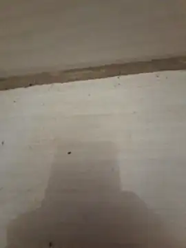 danieljv  online show from December 20, 1:18 pm