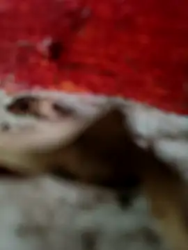 himvilohi08 online show from October 18, 12:50 pm