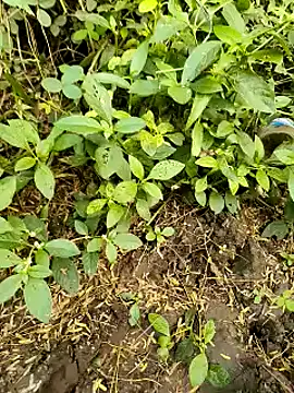 himvilohi08 online show from October 20, 11:21 am