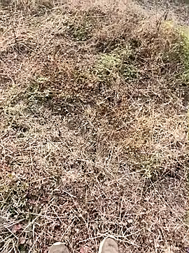 himvilohi08 online show from January 9, 4:04 am