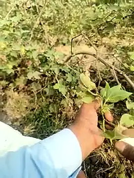 himvilohi08 online show from February 5, 4:39 am