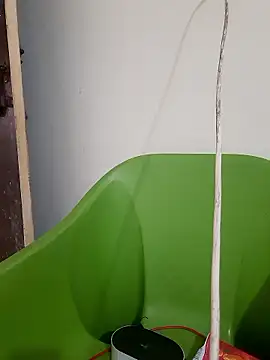 AnkitaDevi online show from January 19, 11:03 am